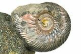 Iridescent Pyritized Ammonite (Quenstedticeras) Fossil Display #368826-1